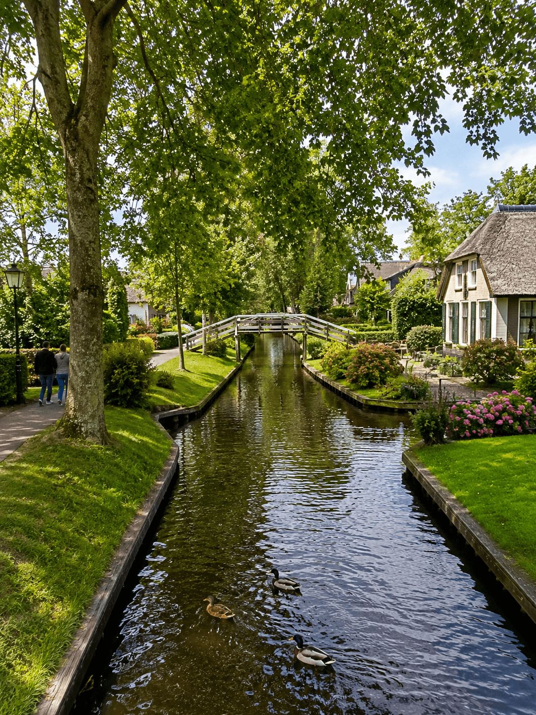 Narrow Giethoorn canal with ducks swimming beside a thatched-roof house and wooden footbridge