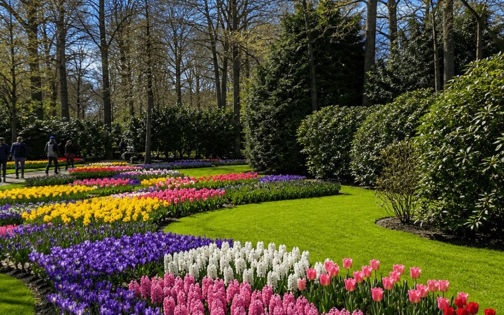 Curved flowerbeds of tulips, hyacinths and daffodils lining a path at Keukenhof