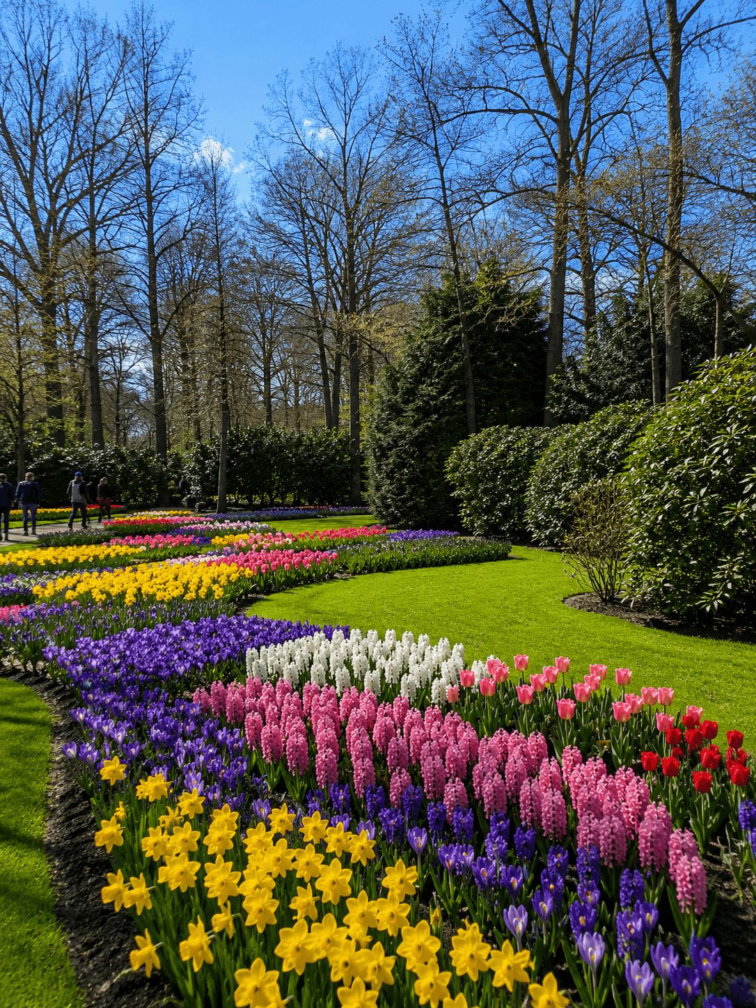 Curved Flowerbeds Along a Keukenhof Path Curved flowerbeds of tulips, hyacinths and daffodils lining a path at Keukenhof
