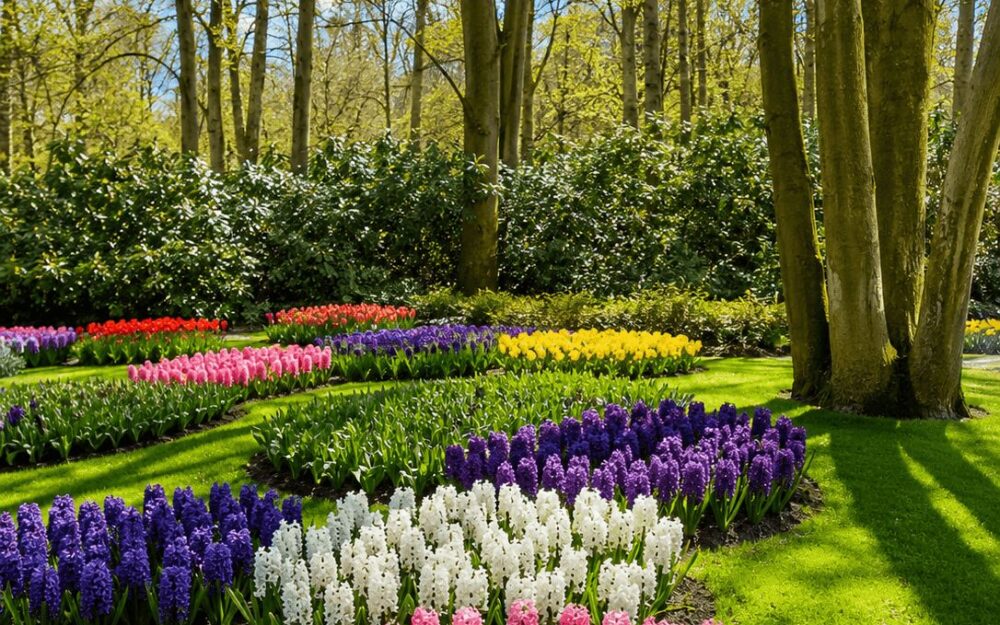 Dense rows of purple, white and pink hyacinths in bloom at Keukenhof