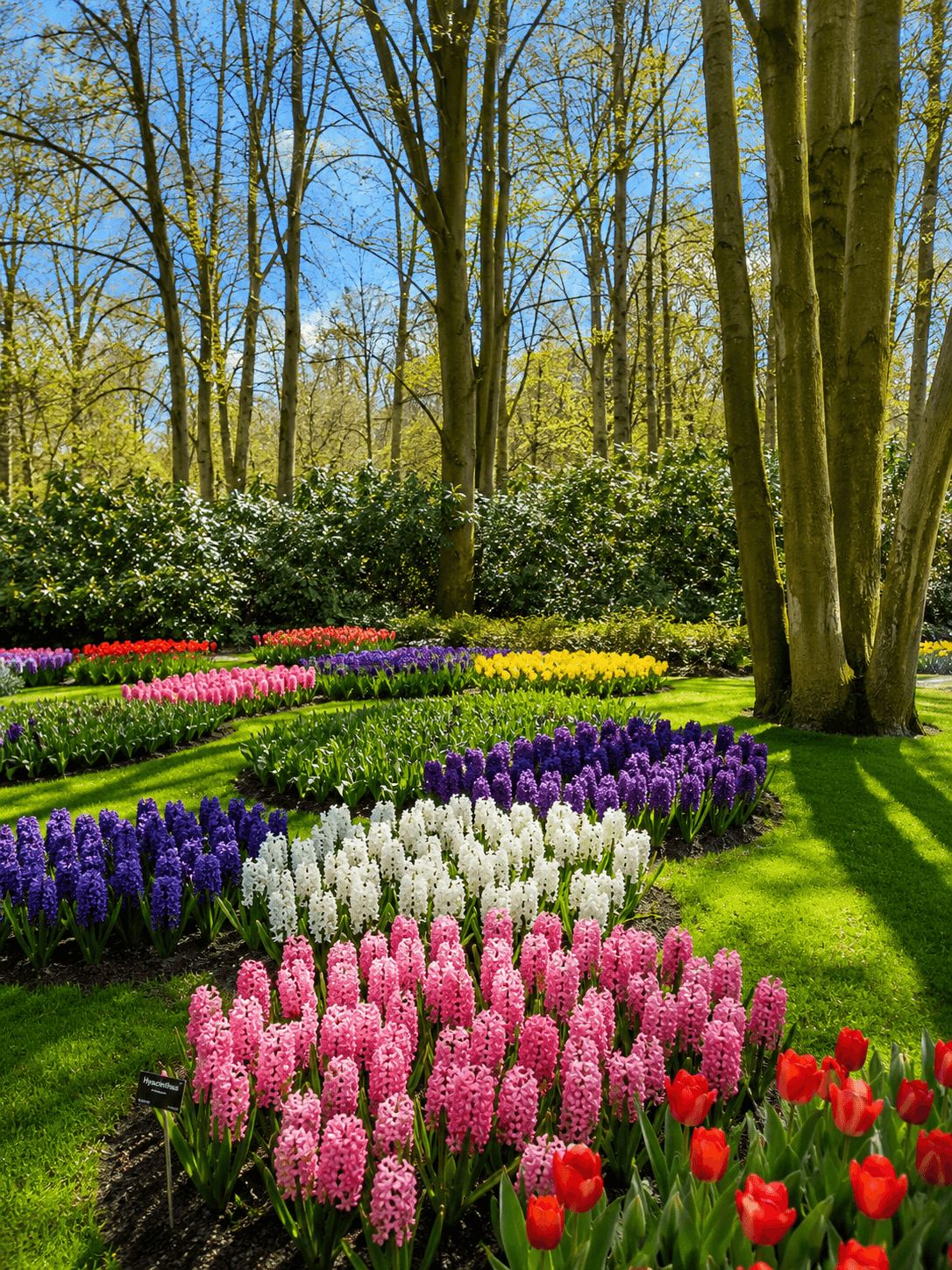 Rows of Hyacinths in Full Bloom at Keukenhof Dense rows of purple, white and pink hyacinths in bloom at Keukenhof