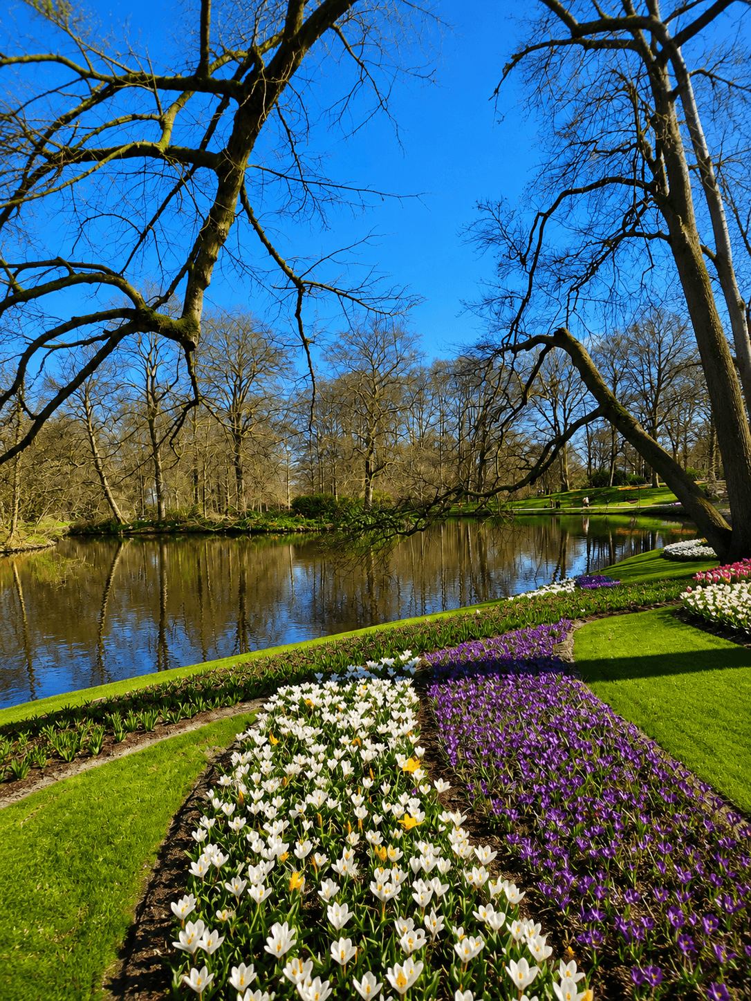 A Reflecting Pond Framed by Crocuses at Keukenhof Still pond reflecting bare trees framed by white and purple crocus beds at Keukenhof