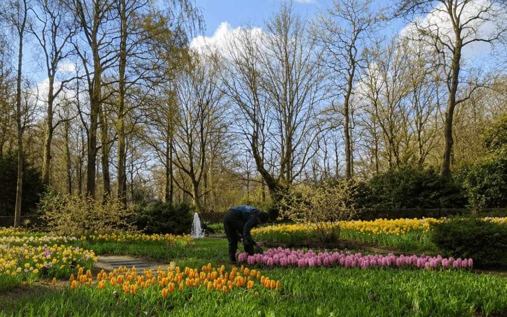 Gardener tending rows of orange and pink tulips at Keukenhof among bare spring trees