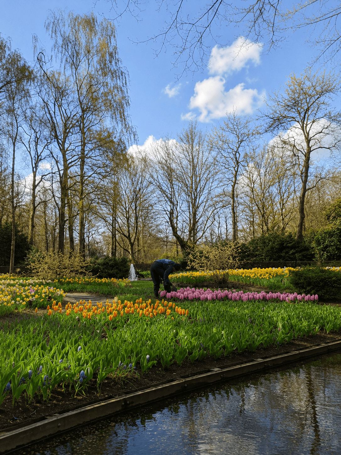 A Gardener Tending Tulip Beds at Keukenhof Gardener tending rows of orange and pink tulips at Keukenhof among bare spring trees