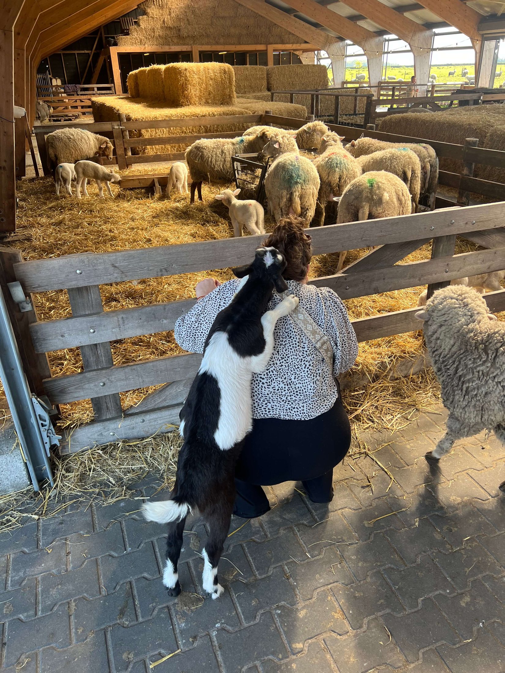 Lambs at Schapenboerderij Texel Sheep and lambs inside the visitor barn at Schapenboerderij Texel