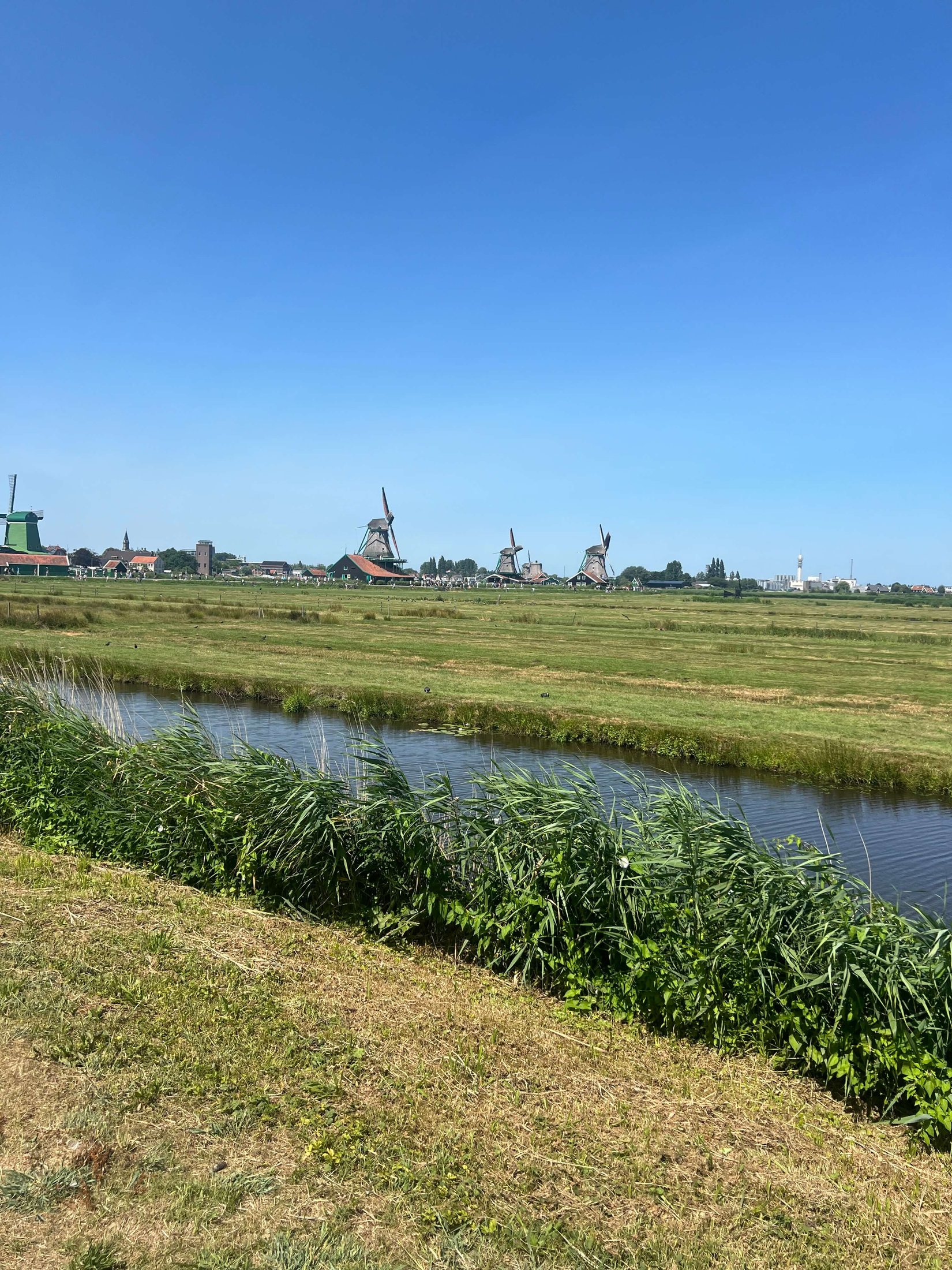 Zaanse Schans Polder Panorama Wide green polder landscape with Zaanse Schans windmills in the distance
