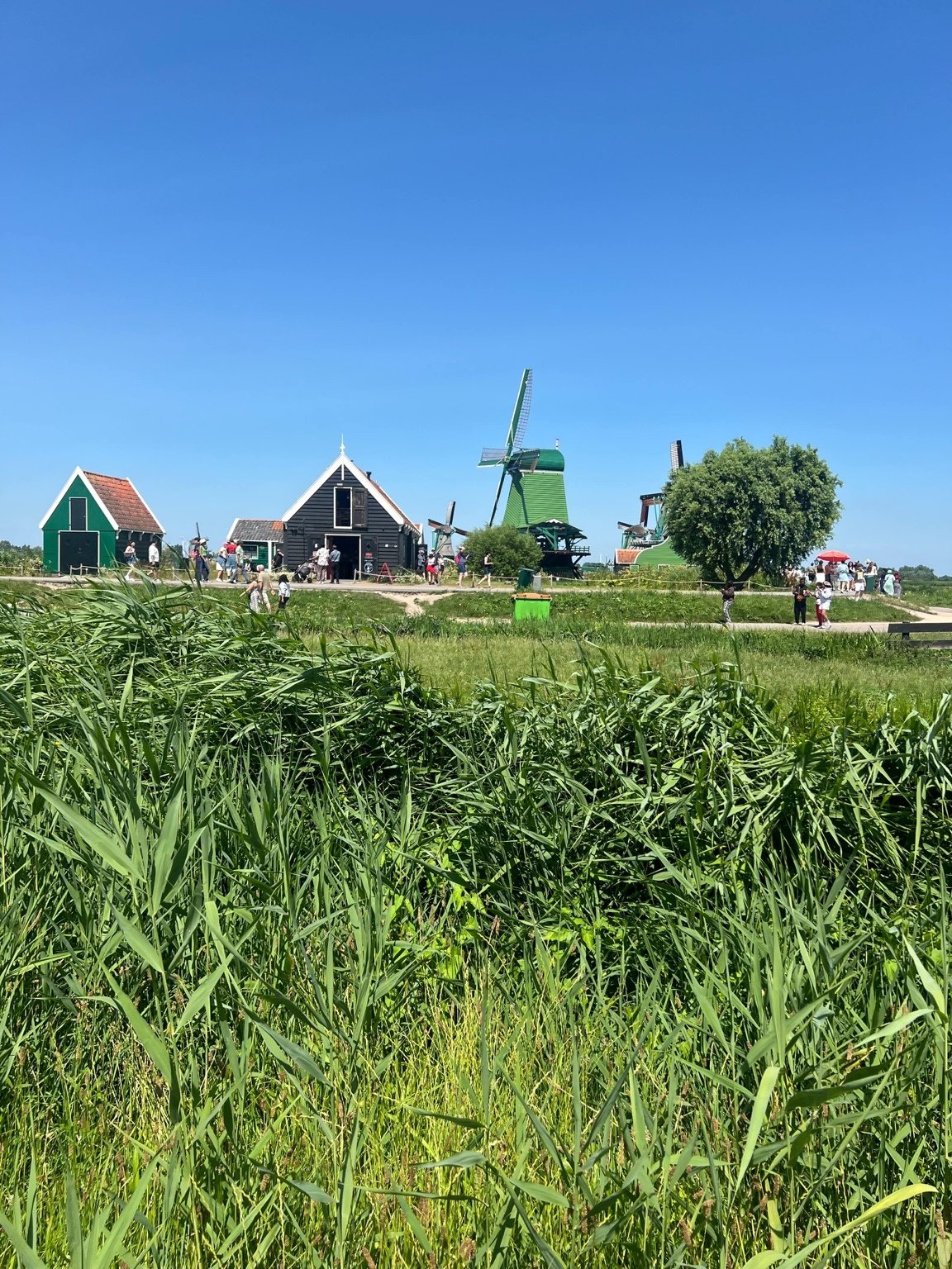 Zaanse Schans Windmills From the Meadow Zaanse Schans windmills seen beyond a green meadow